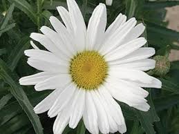 Shasta Daisy – Growing and Caring for Shasta Daisy Flowers ...