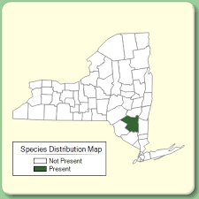 Artemisia umbelliformis - Species Page - NYFA: New York Flora Atlas