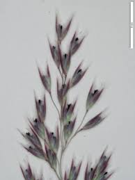 Corynephorus canescens - Michigan Flora