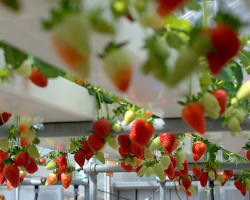 strawberry hydroponic plant