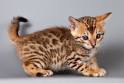 Exotic cats for sale