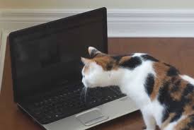 Image result for cats playing with computers and tablets