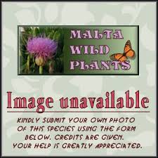 Echinops siculus (Sicilian Globe Thistle) : MaltaWildPlants.com - the ...
