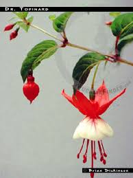 Image result for Fuchsia
  ( Dr. Topinard Fuchsia )