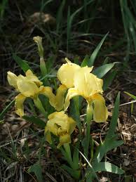 Iris lutescens - Wikipedia