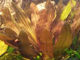 Aquarium von Andreas Trunk: amazonas - echinodorus-rose__af4cc034bcba8aa833c906ad71ef1165