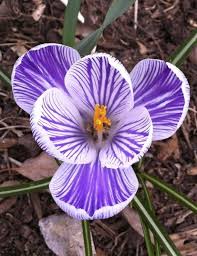 Crocus Crocus longiflorus - first spring in a new house means ...