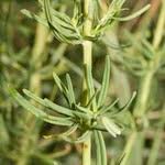 Hypericum hyssopifolium Chaix (World flora) - Pl@ntNet identify