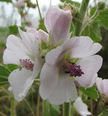 Althaea (plant) - Wikipedia