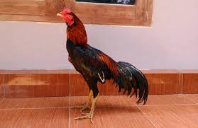 Image result for ayam bangkok juara katuranggan