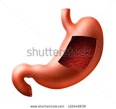 Image result for human stomach