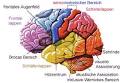 Gehirn, Aufbau und Funktion Biologiekurs Klasse 12