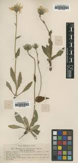 Hieracium dentatum subsp. cenisium (Arv.-Touv.) Zahn — Google ...