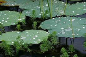 Image result for image of droplets of water on lotus leaves