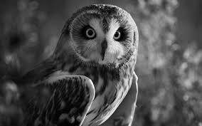 Image result for sad owl picture