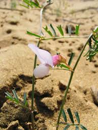 Vicia peregrina L. | Plants of the World Online | Kew Science