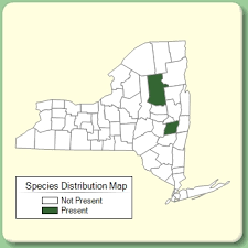 Veronica verna - Species Page - NYFA: New York Flora Atlas