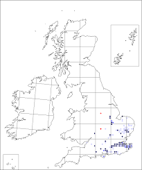 Aceras anthropophorum | Online Atlas of the British and Irish Flora