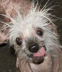 Image result for dogs with outrageous hair