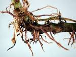 black root rot fungus