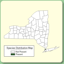 Fraxinus ornus - Species Page - NYFA: New York Flora Atlas