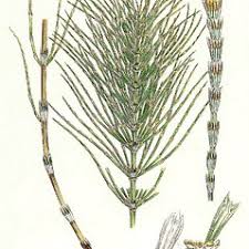 Equisetum pratense (meadow horsetail): Go Botany
