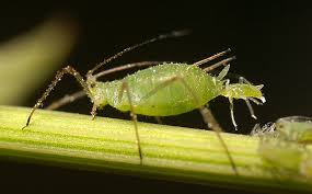 Image result for aphids on plants