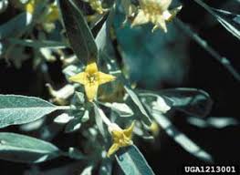 Russian Olive | National Invasive Species Information Center