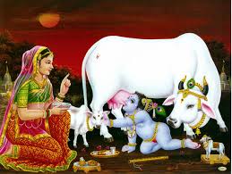 Image result for krishna god with cows
