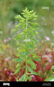 Upright Spurge Euphorbia serrulata Stock Photo - Alamy