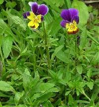 Viola tricolor - Online Virtual Flora of Wisconsin