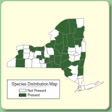 Carex limosa - Species Page - NYFA: New York Flora Atlas