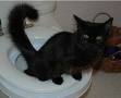 Avis sur Hillaposs Prescription Diet Feline id pour chat - zooplus