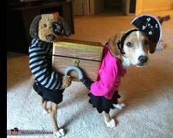 dogs wearing funny costumes