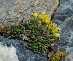 Draba hoppeana (Hoppe's Whitlowgrass) - The Alpine Flora of ...