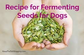 Recipe for Fermenting Seeds for Dogs | Keep the Tail Wagging