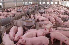 Growing-finishing pig feed formulations | Feed Strategy
