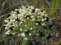 Asclepias asperula (Antelope-horns) | Native Plants of North America