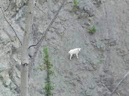 Image result for Canyon Goats of the Stikine