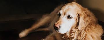 Sterilization Unveiling Findings: Investigating the Possible Link between Sterilization and Hemangiosarcoma in Golden Retrievers