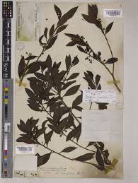 Myoporum tenuifolium G.Forst. | Plants of the World Online | Kew ...
