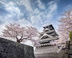 熊本城櫻花的圖片