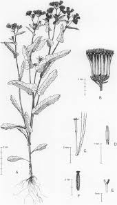 A New Species of Senecio (Asteraceae) from North Africa