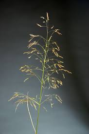 Oryzopsis miliacea|smilo grass/RHS Gardening