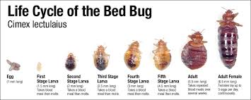 Image result for Bed Bug bites