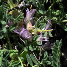 Astragalus sempervirens (Spiny Milk-vetch) - The Alpine Flora of ...