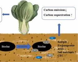 Biochar neutralizing acidity in soil