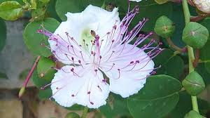 Capparis spinosa L., Flinders-rose (World flora) - Pl@ntNet identify