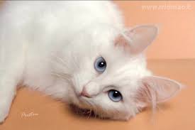 Resultado de imagen de gatas de color blanco y manchas negras