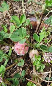 Trifolium tomentosum L., Woolly clover (World flora) - Pl@ntNet identify